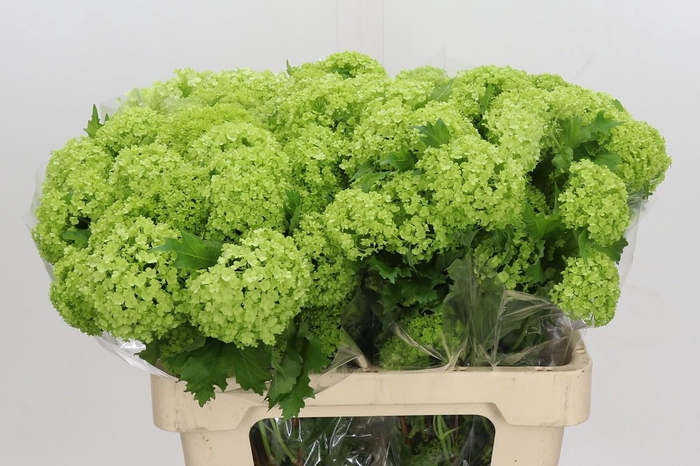 <h4>Viburnum Opulus Roseum</h4>