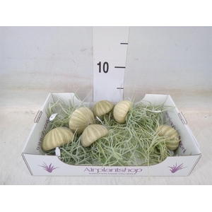 Tillandsia usneoides