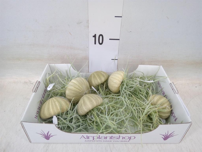 <h4>Tillandsia usneoides</h4>