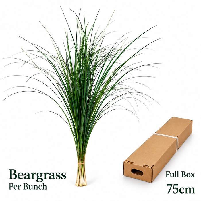 <h4>XEROPHYL BEARGRAS BS</h4>