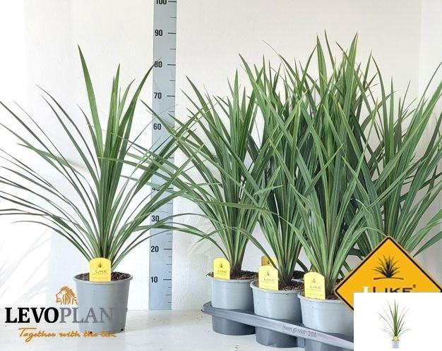 <h4>CORD IN PEKO</h4>