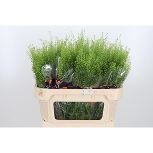 Lepidium Green Bell