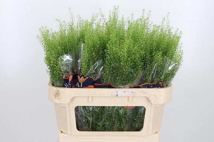 <h4>Lepidium Green Bell</h4>