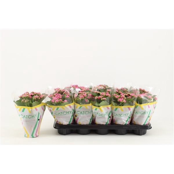 <h4>Kalanchoe Double Catchy Season Pink</h4>