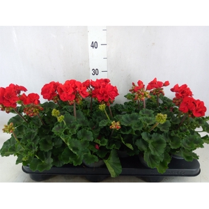 Pelargonium zona.   ...F1