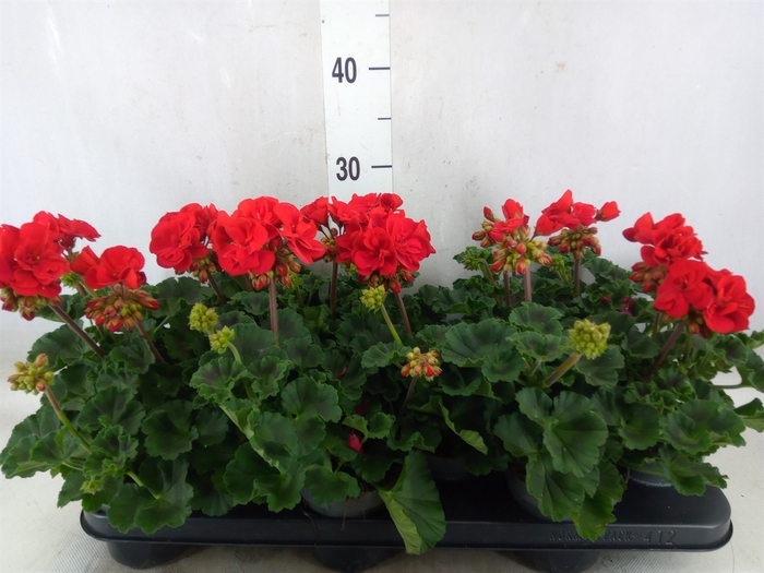 <h4>Pelargonium zona.   ...F1</h4>
