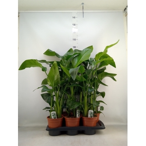 Strelitzia nicolai