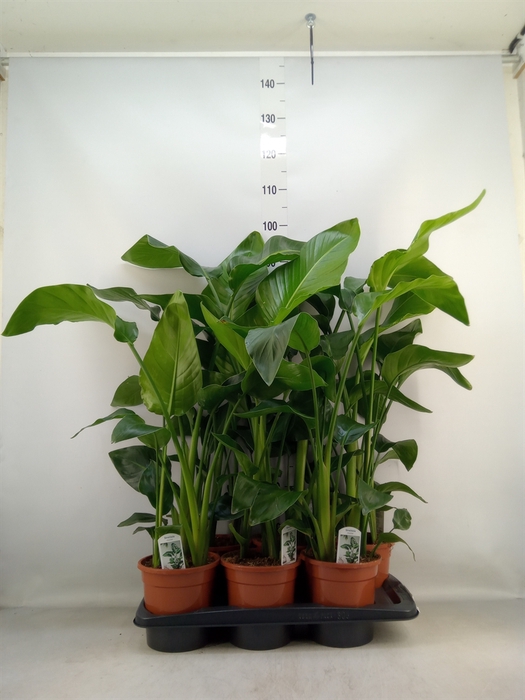 <h4>Strelitzia nicolai</h4>