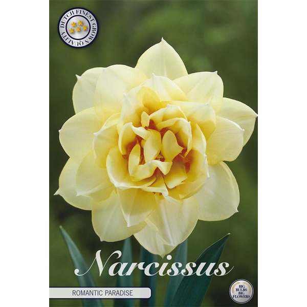 <h4>Narcissus Double romantic paradise x5 14/16</h4>