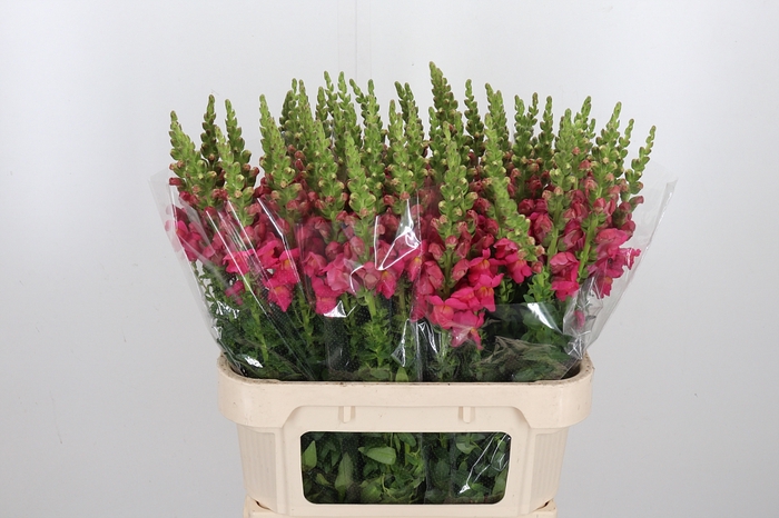 <h4>Antir Avignon Rose</h4>