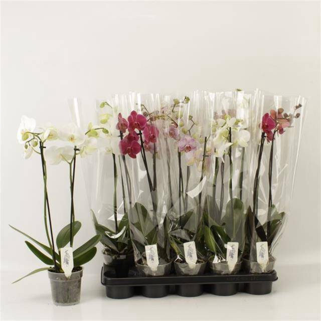 <h4>PHAL GEM</h4>