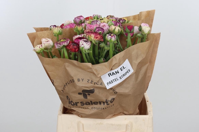 <h4>Ran El Pa St Gem Bs</h4>