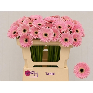 GE MI TAHITI