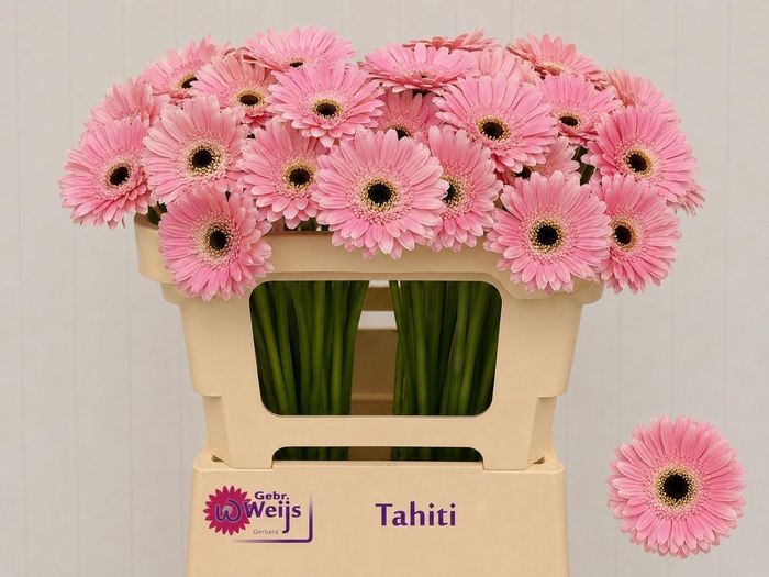 <h4>GE MI TAHITI</h4>