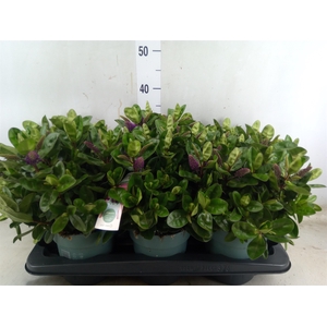 Hebe  'Hebedonna Alexa'