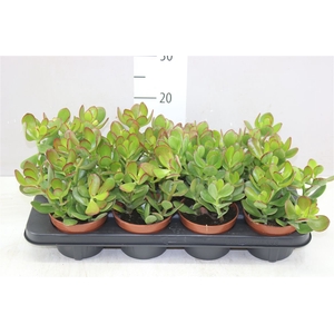 Crassula Ovata