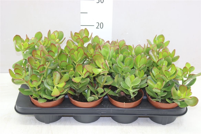 <h4>Crassula Ovata</h4>