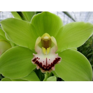 Cymbidium Alice Anderson