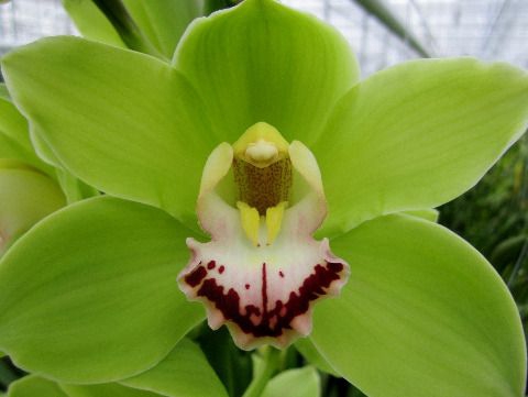 <h4>Cymbidium Alice Anderson</h4>