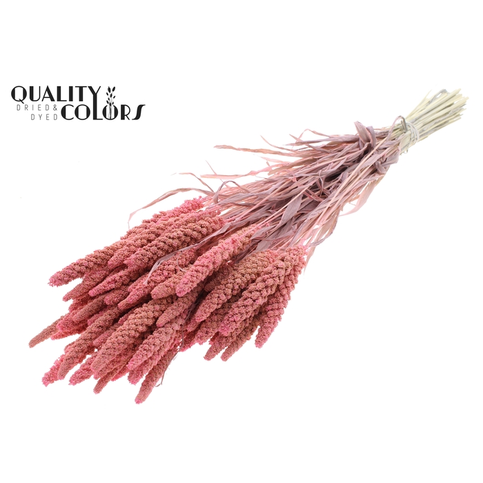 <h4>Gierst per bunch Bleached Frosted Pink</h4>