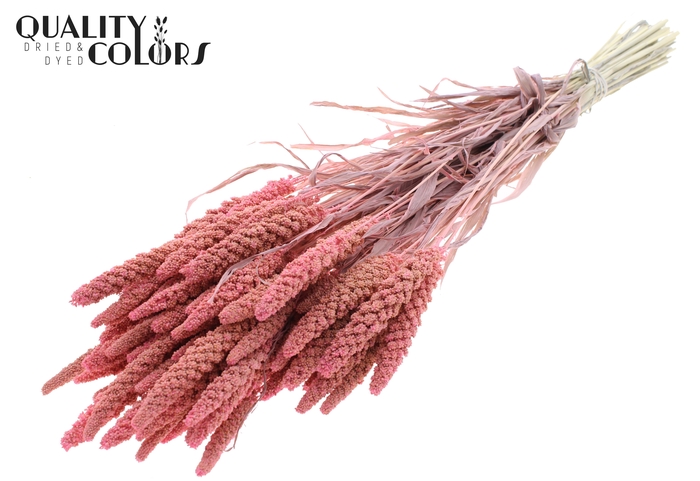 Gierst per bunch Bleached Frosted Pink