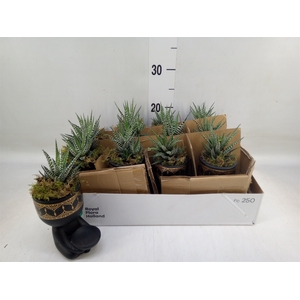 Arr.   Kamerplant Groen L%
