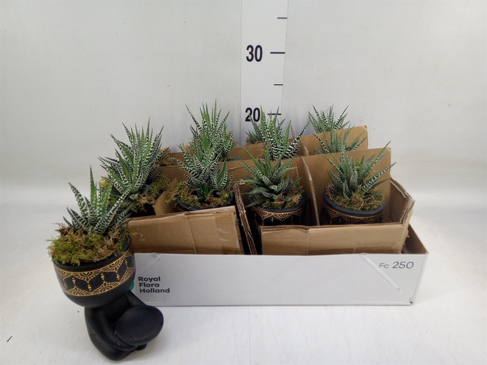 <h4>Arr.   Kamerplant Groen L%</h4>
