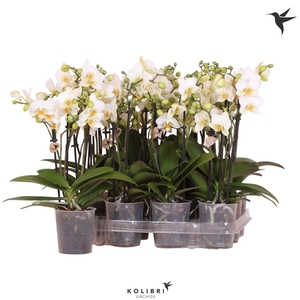 Kolibri Orchids Phalaenopsis White 3 spike no label