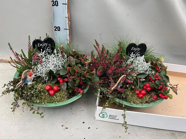 <h4>ARR TUINPLANTEN</h4>