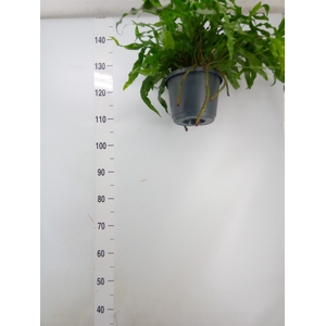 Microsorum diversifolium