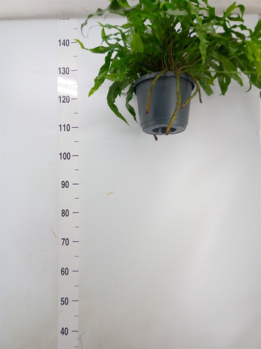 <h4>Microsorum diversifolium</h4>