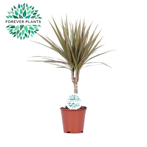 Dracaena Bicolor p14