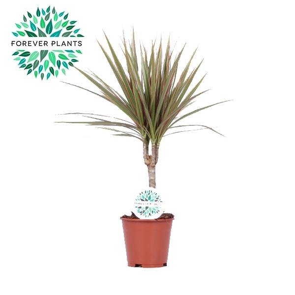 <h4>Dracaena Bicolor p14</h4>