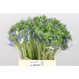 Anem Co Galil Blauw