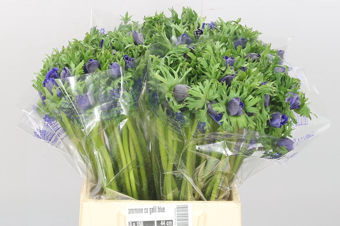 Anem Co Galil Blauw