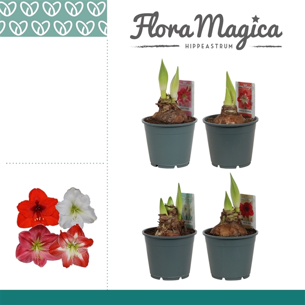 <h4>Amaryllis Mix 2 Knop OP</h4>