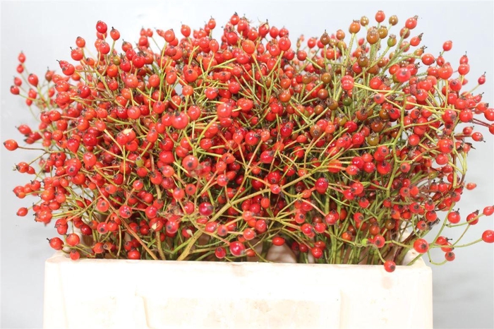 <h4>Rosa Prinsberry Red</h4>