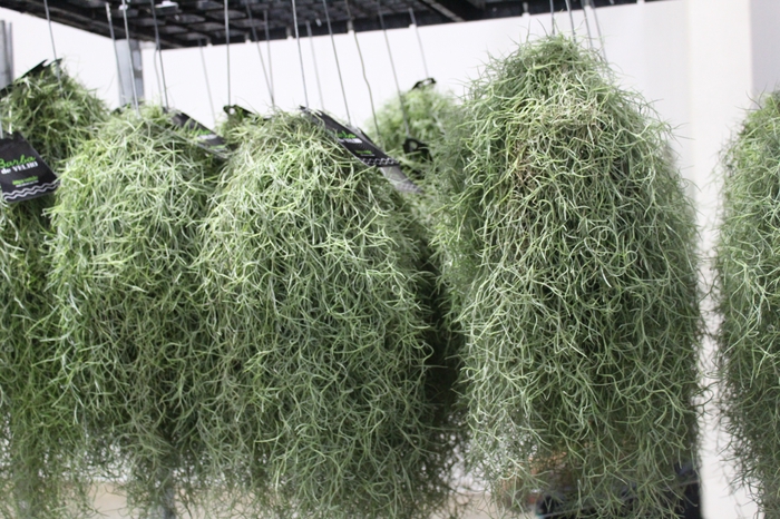 <h4>TILLANDSIA USNEOIDES (BARBA DE VELHO)</h4>