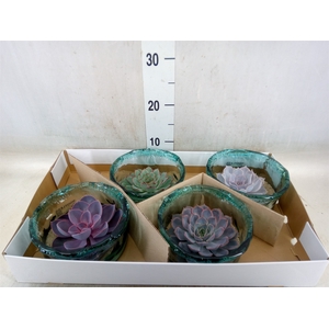 Arr.  Succulents L%