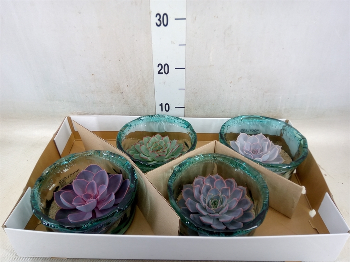 <h4>Arr.  Succulents L%</h4>
