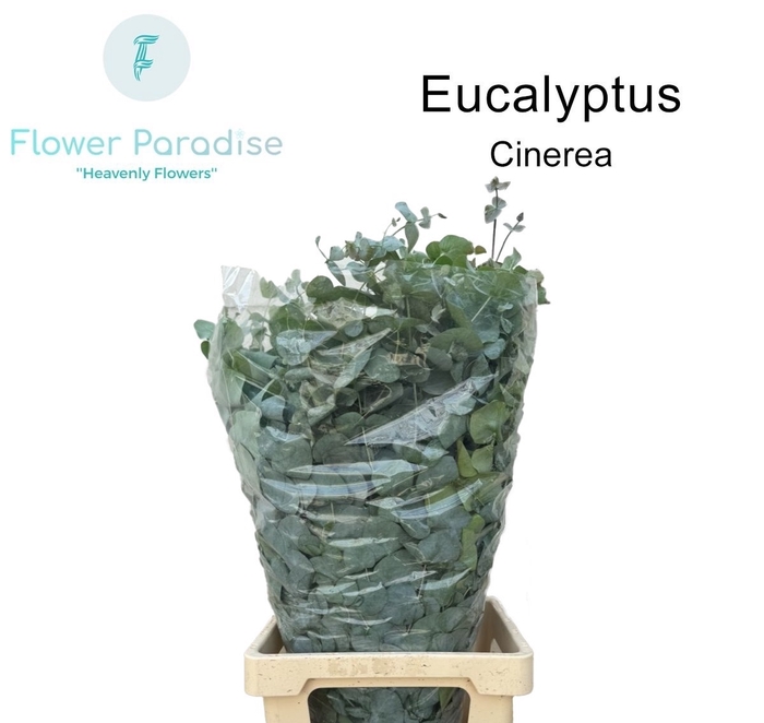 <h4>EUC CINEREA PER BOS</h4>