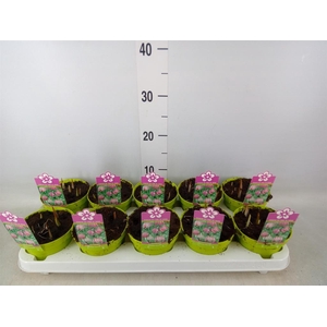 Fritillaria meleagris