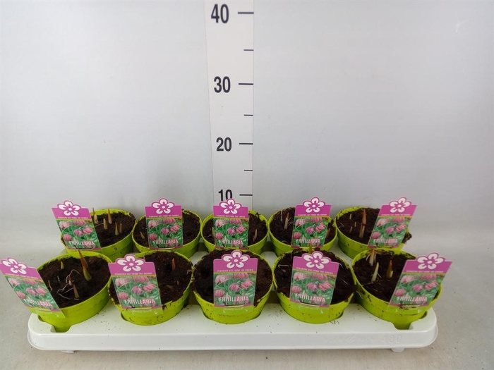 <h4>Fritillaria meleagris</h4>