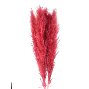 Dried Cortaderia Lao Grass Bleached Red P Stem