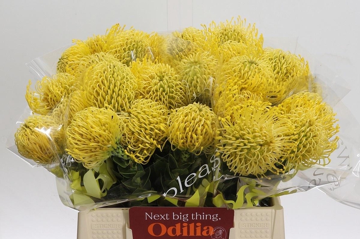 <h4>LEUCO CO HIGH GOLD</h4>