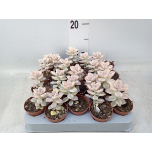 Echeveria   ...