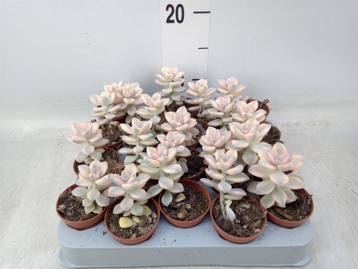 <h4>Echeveria   ...</h4>