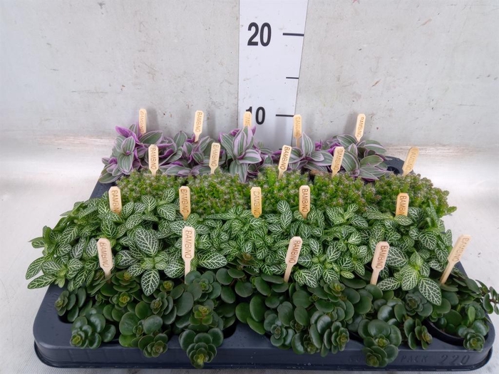 <h4>Planten  ..mix</h4>