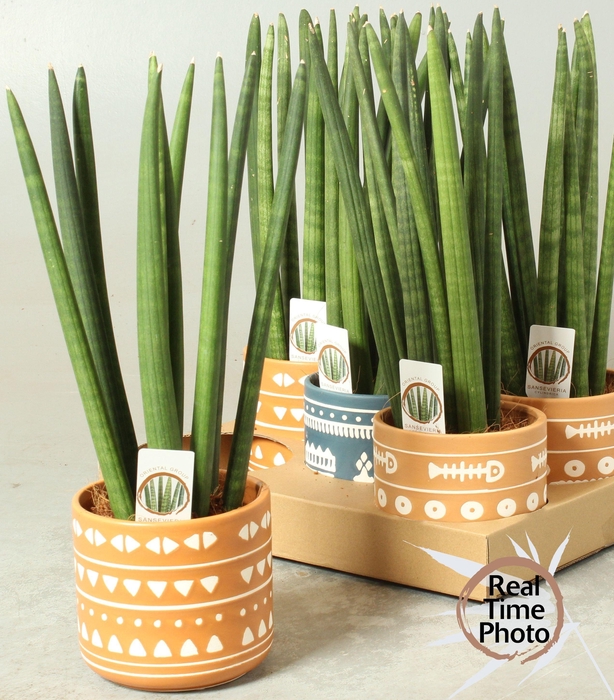 <h4>SANSEV CYLINDRICA OV</h4>