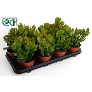 CRASS OVATA